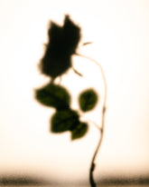 Monica | Gritti Fragrances