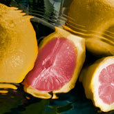 Gritti Fragrances