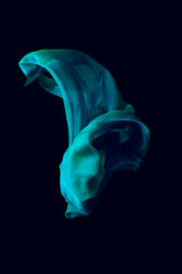 Ivy Collection | Gritti Fragrances