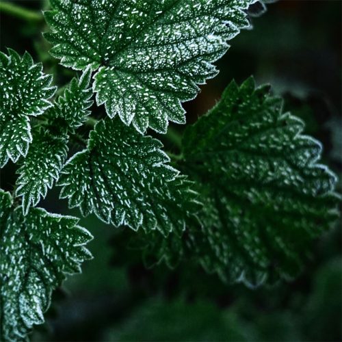 aromatic